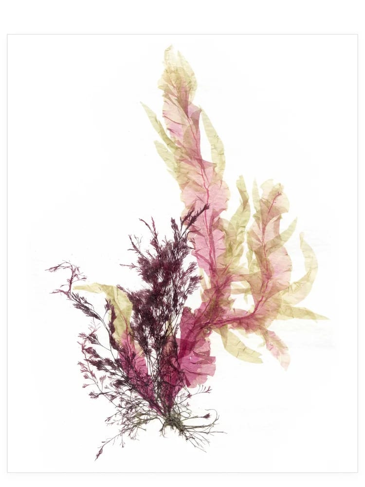 Work by Dana Mulder